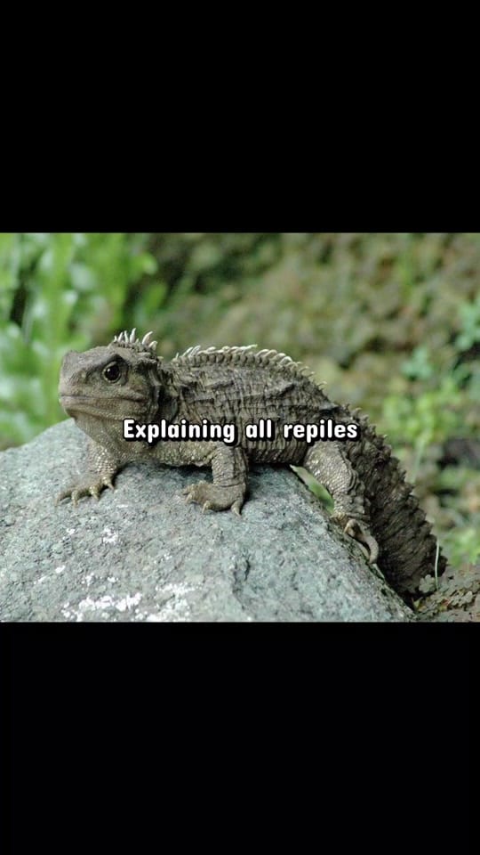 Post 6 by LukeDoesTikTok🦖🐌 on TikTok (video)