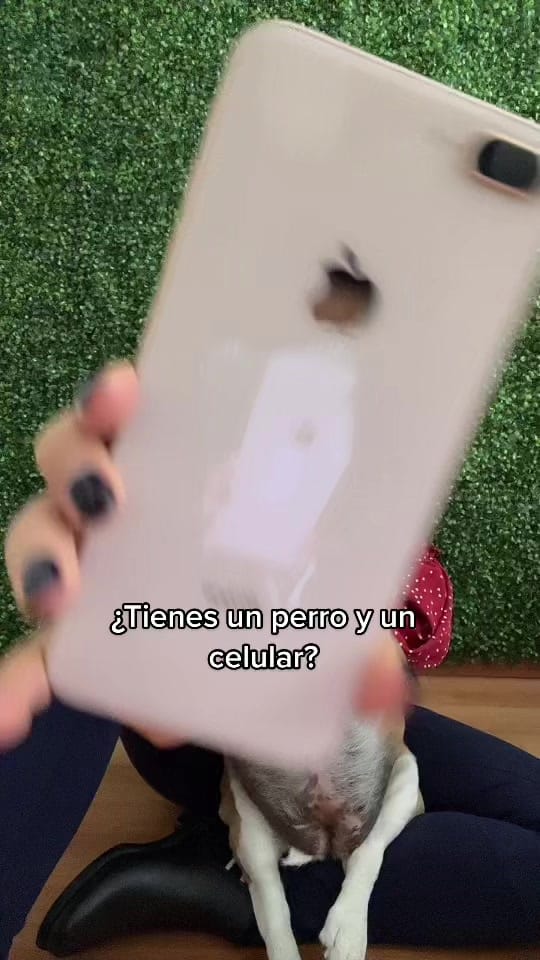 Post 10 by The Doggy Co on TikTok (video)