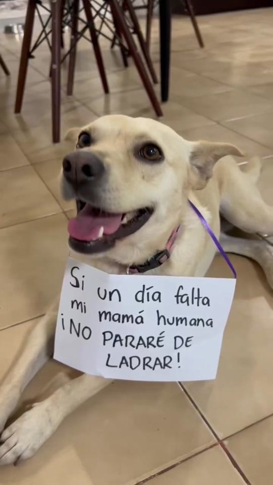 Post 1 by The Doggy Co on TikTok (video)