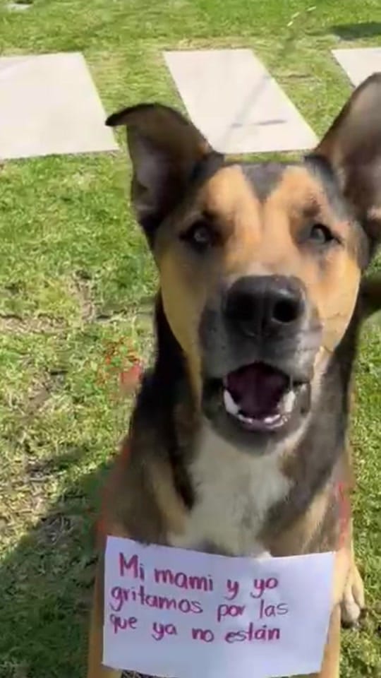 Post 9 by The Doggy Co on TikTok (video)