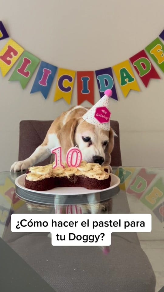 Post 8 by The Doggy Co on TikTok (video)