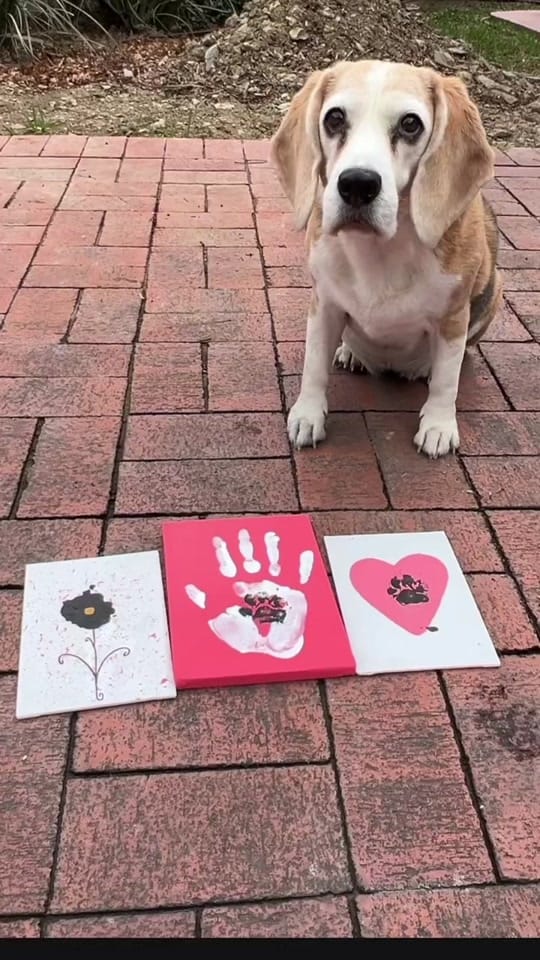 Post 3 by The Doggy Co on TikTok (video)