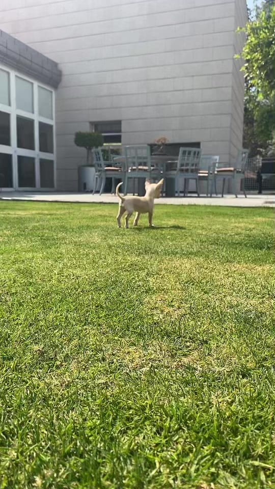 Post 2 by White Label Ink on TikTok (video)