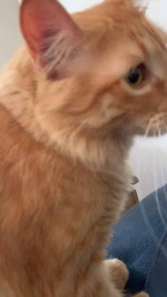 Post 7 by oisourabisco on TikTok (video)