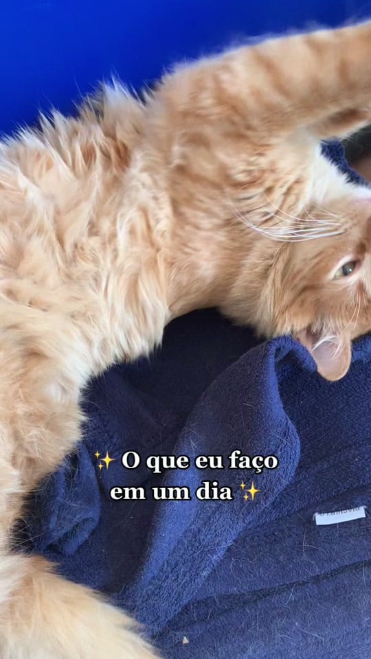 Post 8 by oisourabisco on TikTok (video)