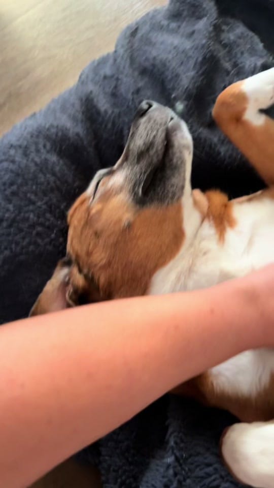 Post 8 by Britt Haugen on TikTok (video)