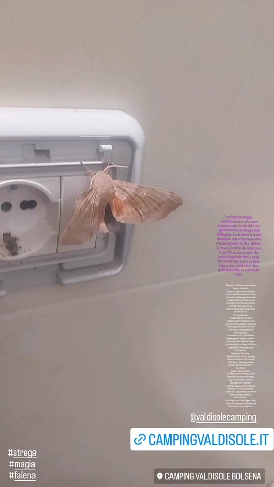 Post 7 by Francesca Romana Strega🧛🏻‍♀️ on TikTok (video)