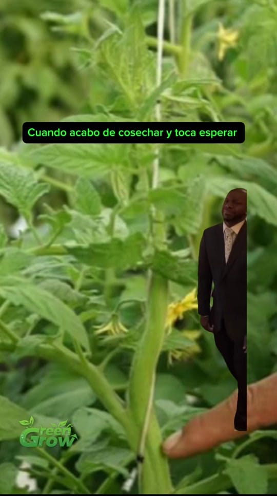Post 7 by Green Grow Shop MX on TikTok (video)