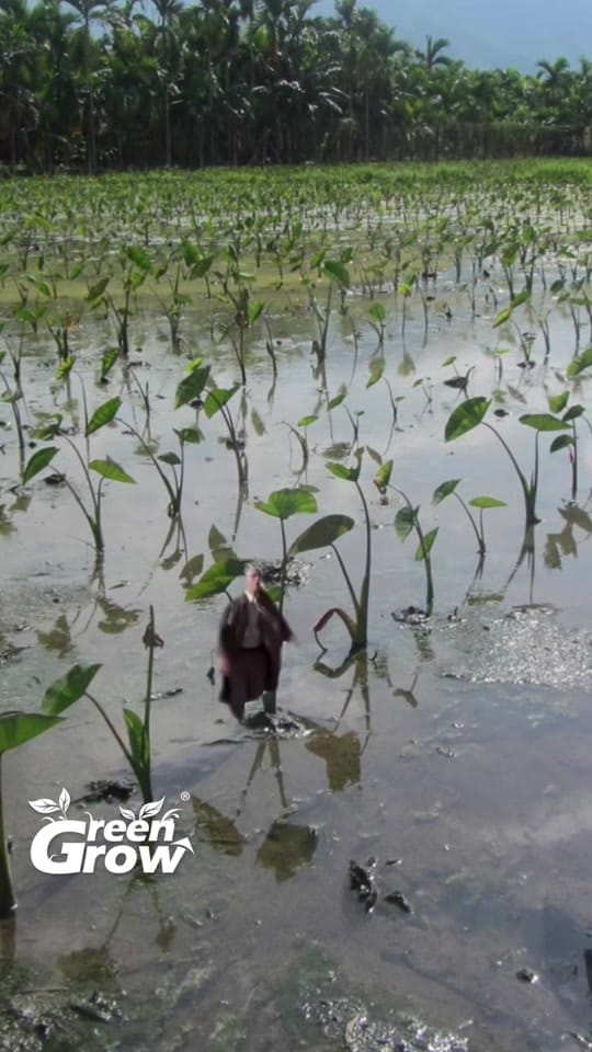 Post 4 by Green Grow Shop MX on TikTok (video)