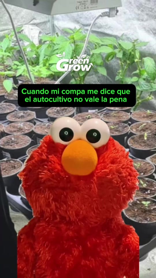 Post 5 by Green Grow Shop MX on TikTok (video)