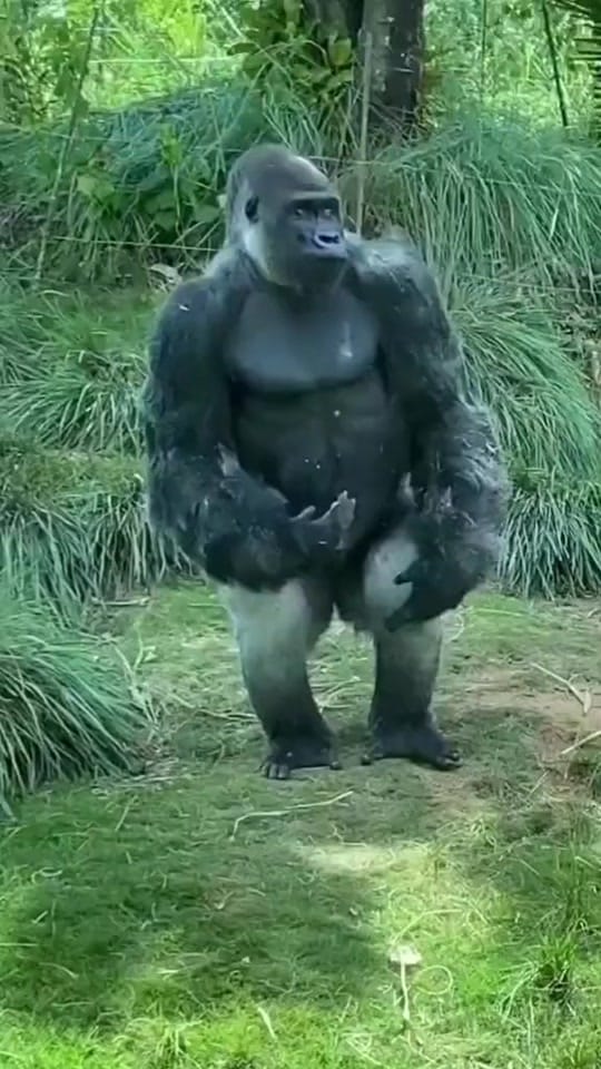 Post 3 by 🦁LION MFLOWOU🦁 on TikTok (video)