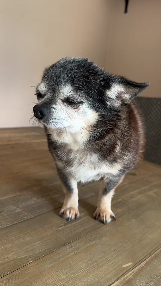 Post 10 by Snoop and friends on TikTok (video)