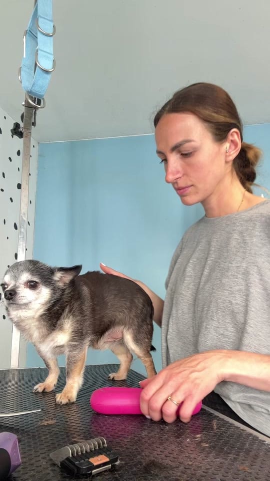 Post 2 by Snoop and friends on TikTok (video)