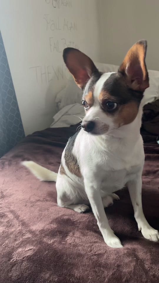 Post 3 by syringetobiscuit on TikTok (video)