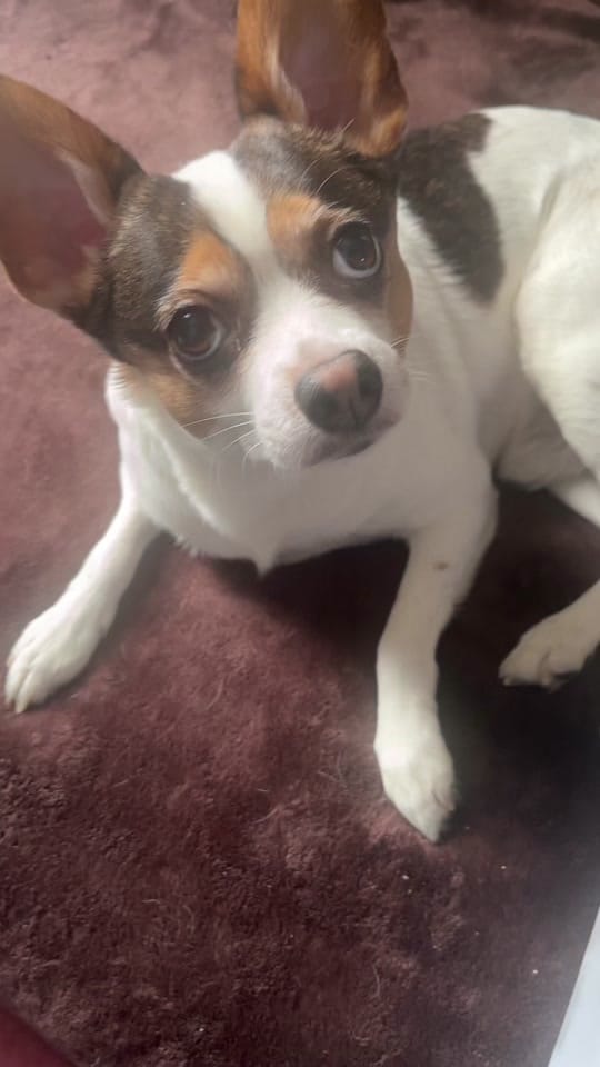 Post 2 by syringetobiscuit on TikTok (video)