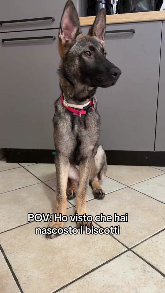 Post 1 by CASSIA_fosca_GSD🐶 on TikTok (video)