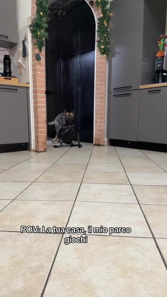 Post 3 by CASSIA_fosca_GSD🐶 on TikTok (video)