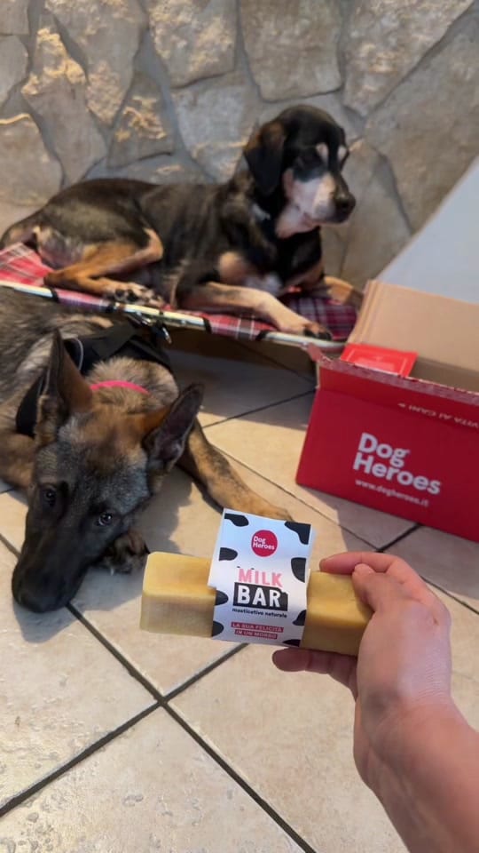 Post 9 by CASSIA_fosca_GSD🐶 on TikTok (video)