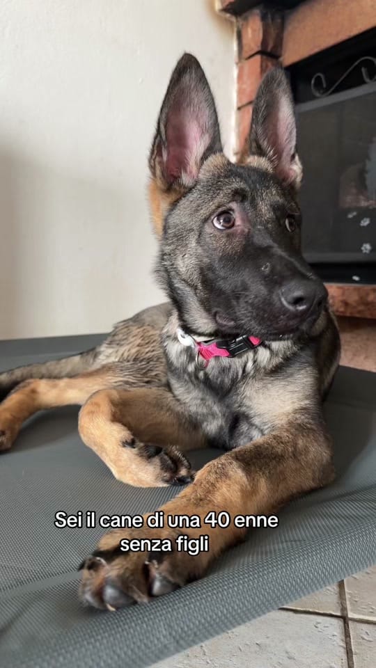 Post 7 by CASSIA_fosca_GSD🐶 on TikTok (video)