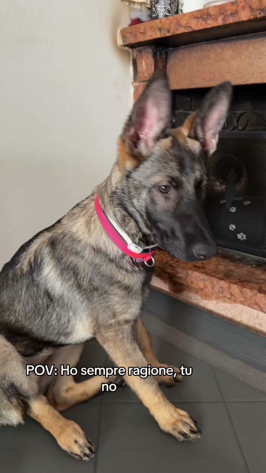 Post 8 by CASSIA_fosca_GSD🐶 on TikTok (video)