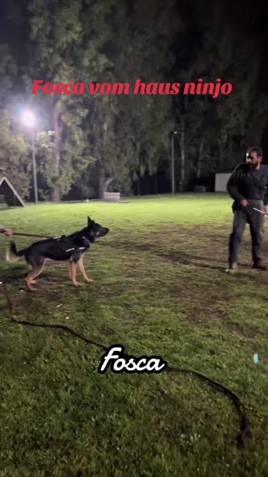 Post 10 by CASSIA_fosca_GSD🐶 on TikTok (video)