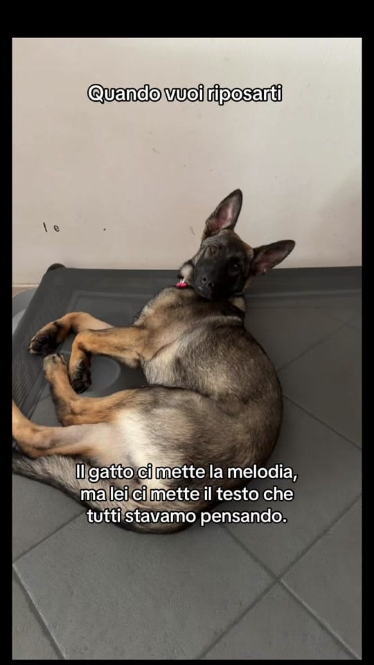 Post 6 by CASSIA_fosca_GSD🐶 on TikTok (video)