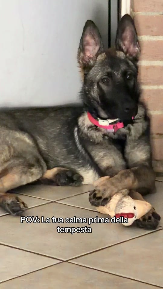Post 4 by CASSIA_fosca_GSD🐶 on TikTok (video)
