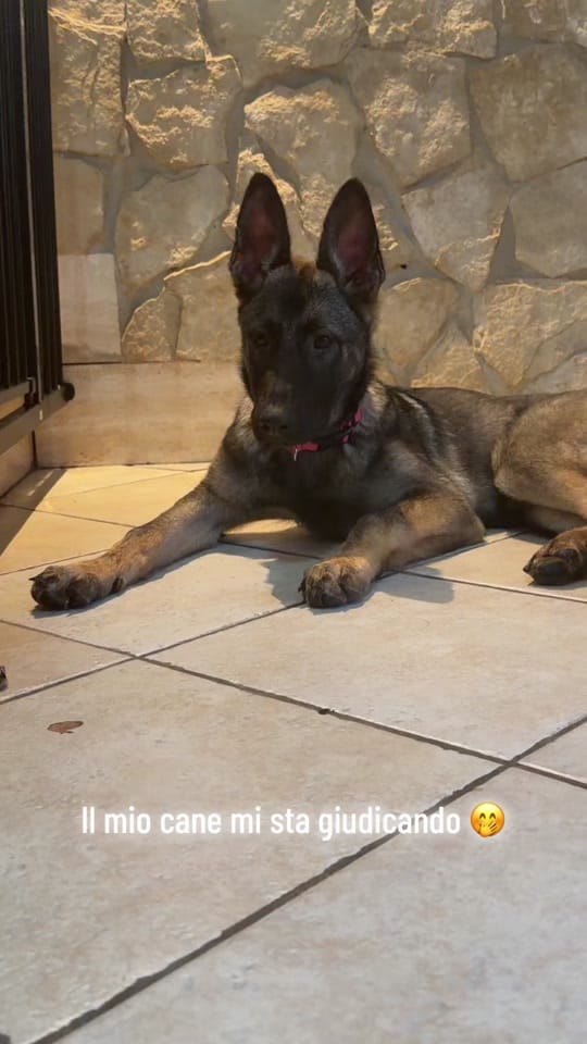 Post 5 by CASSIA_fosca_GSD🐶 on TikTok (video)