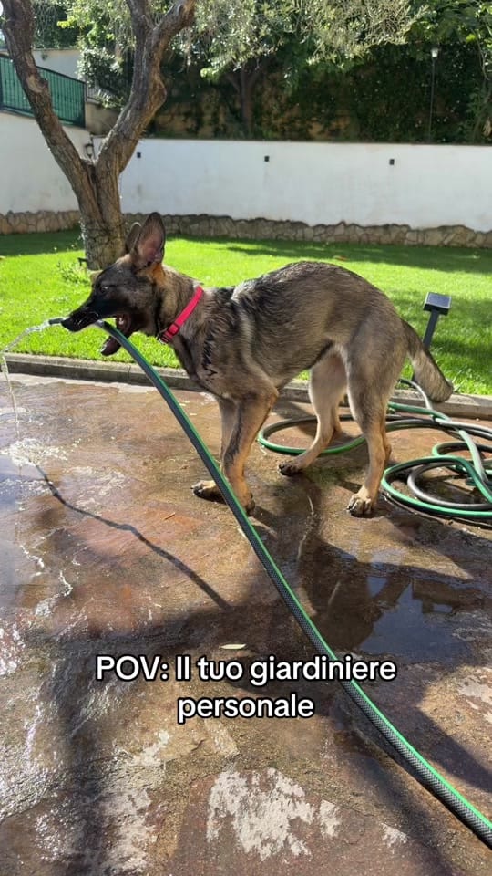 Post 2 by CASSIA_fosca_GSD🐶 on TikTok (video)
