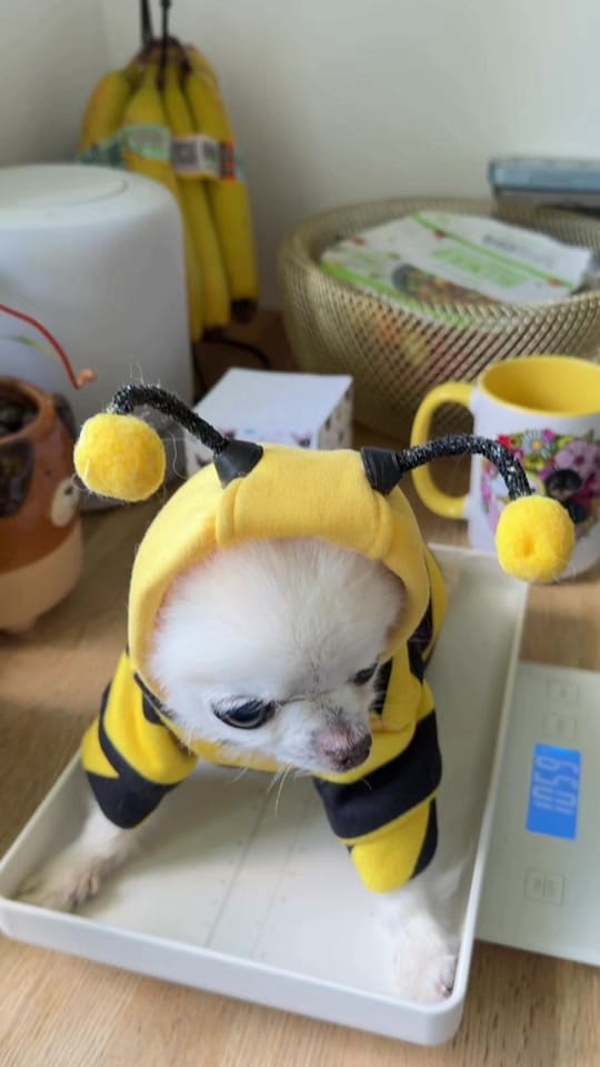 Post 8 by Tiny Chihuahua Cedric & Maya on TikTok (video)