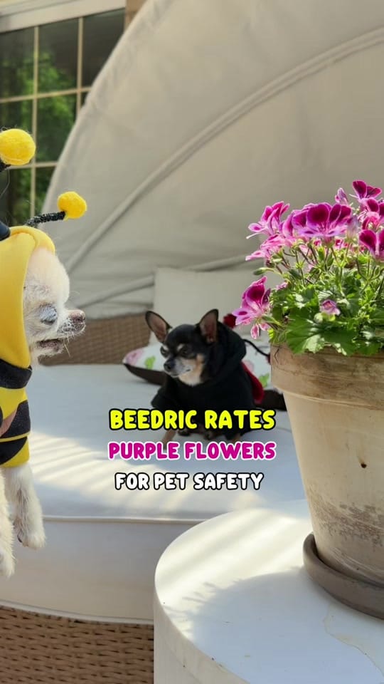 Post 4 by Tiny Chihuahua Cedric & Maya on TikTok (video)