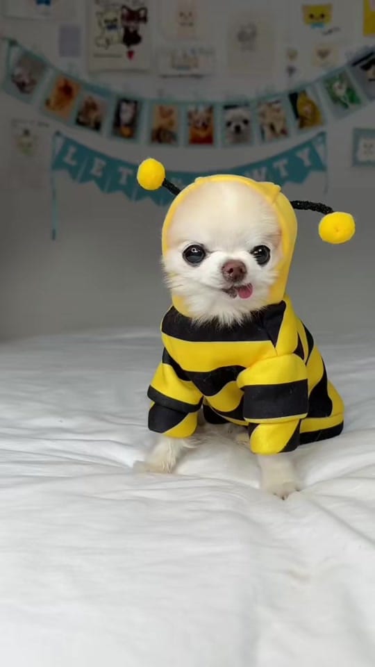 Post 5 by Tiny Chihuahua Cedric & Maya on TikTok (video)