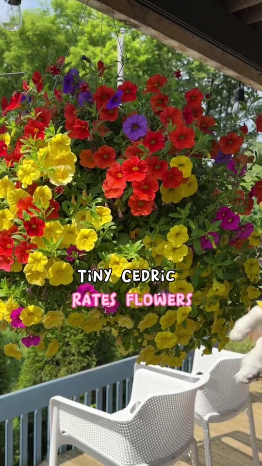 Post 3 by Tiny Chihuahua Cedric & Maya on TikTok (video)