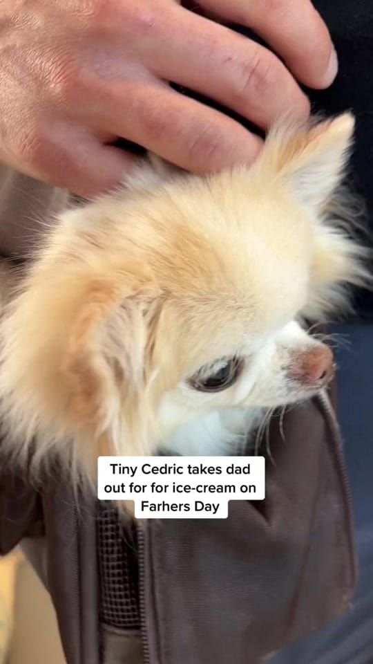 Post 1 by Tiny Chihuahua Cedric & Maya on TikTok (video)