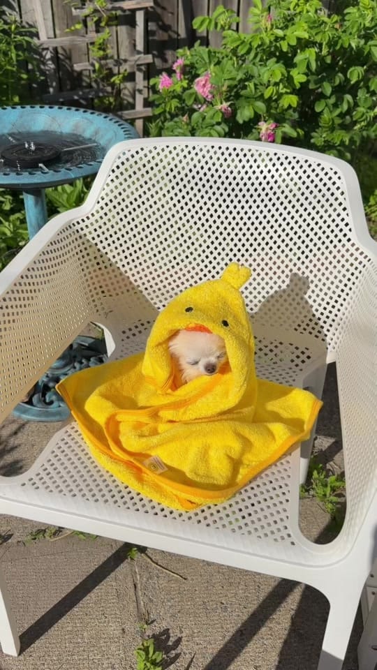 Post 9 by Tiny Chihuahua Cedric & Maya on TikTok (video)