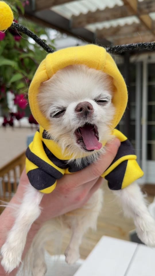 Post 6 by Tiny Chihuahua Cedric & Maya on TikTok (video)