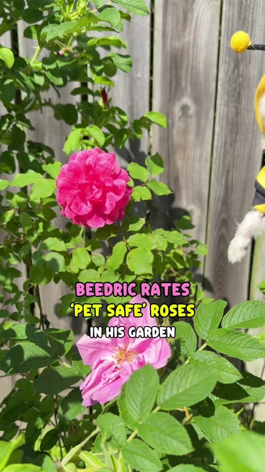 Post 7 by Tiny Chihuahua Cedric & Maya on TikTok (video)