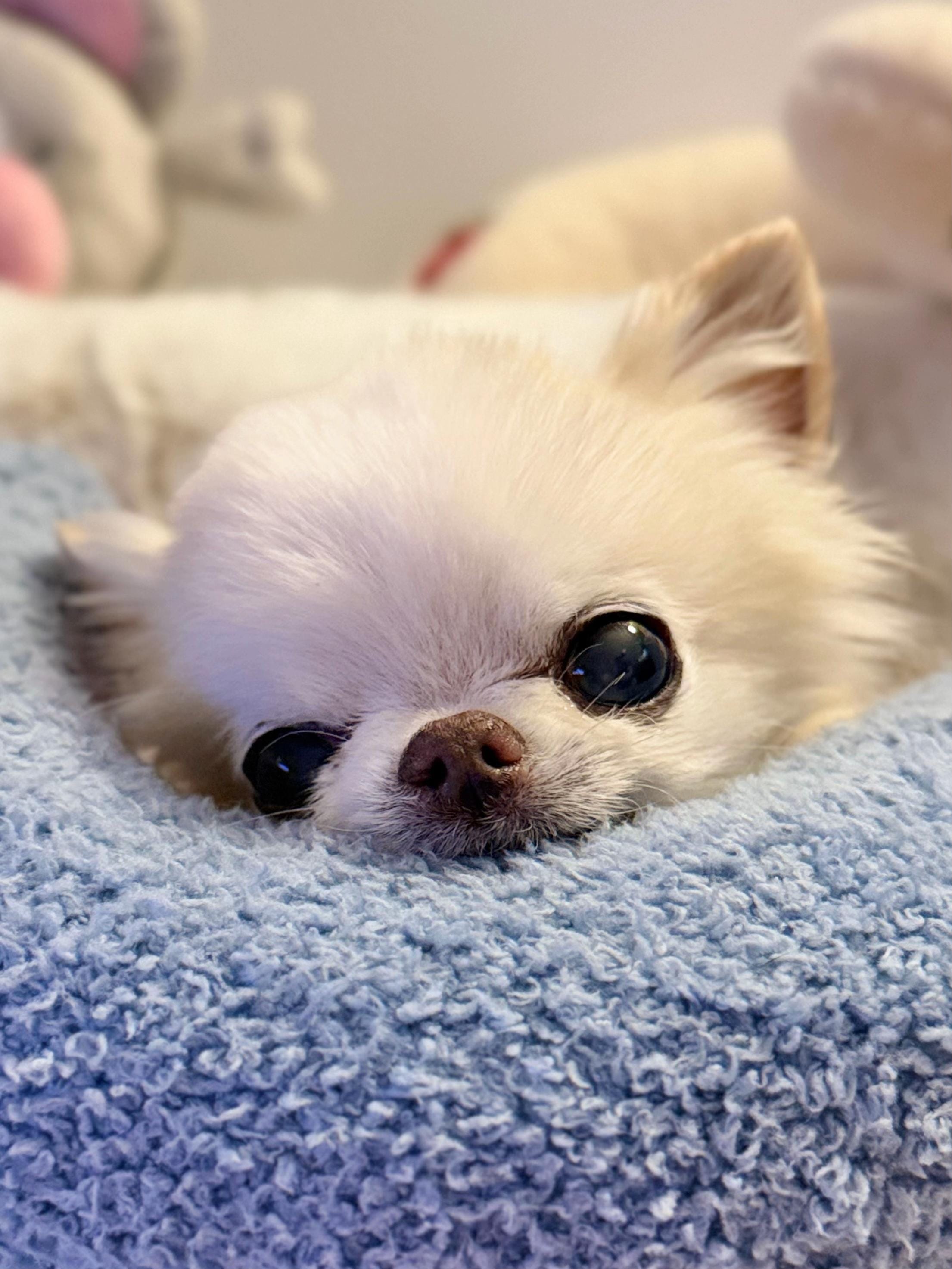 Post 10 by Tiny Chihuahua Cedric & Maya on TikTok (video)