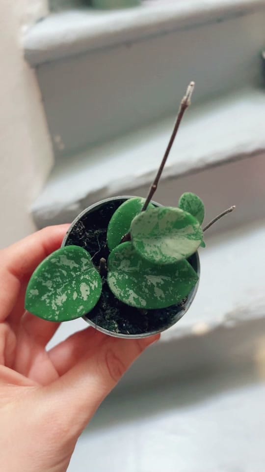 Post 5 by ORiane on TikTok (video)