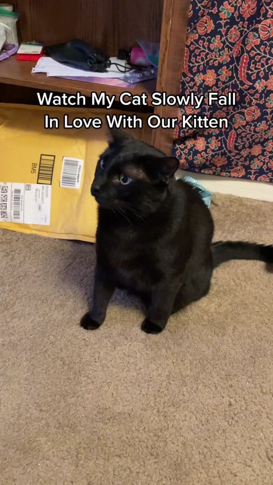 Post 10 by Leon The Cat Dad on TikTok (video)