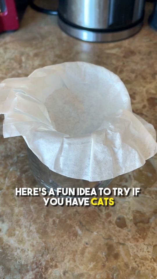 Post 9 by Leon The Cat Dad on TikTok (video)