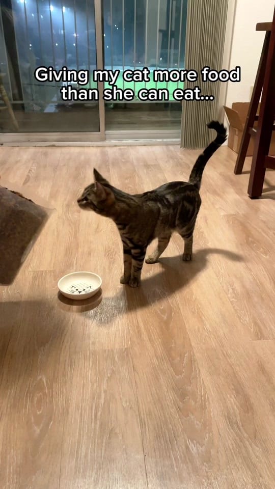 Post 8 by Leon The Cat Dad on TikTok (video)