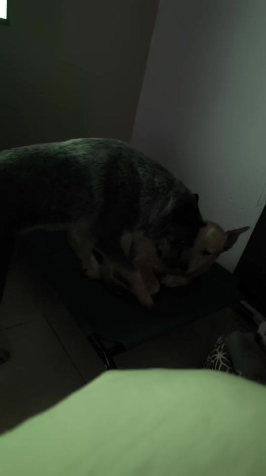 Post 2 by Evathedog.MX on TikTok (video)
