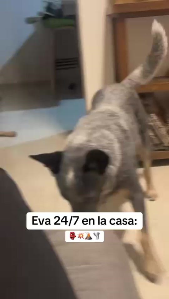 Post 5 by Evathedog.MX on TikTok (video)