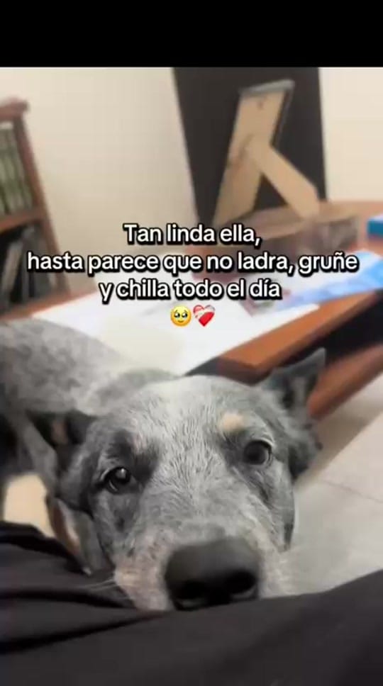 Post 4 by Evathedog.MX on TikTok (video)
