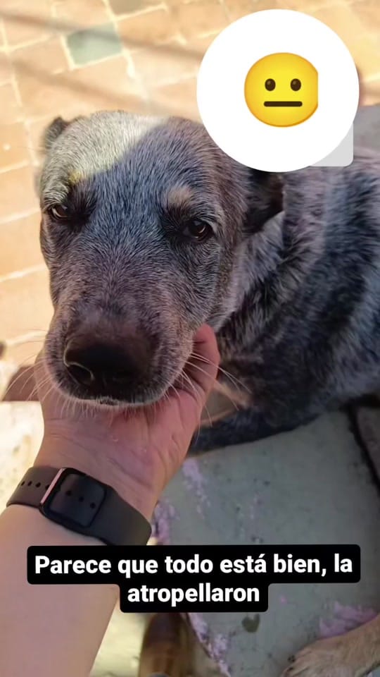 Post 9 by Evathedog.MX on TikTok (video)
