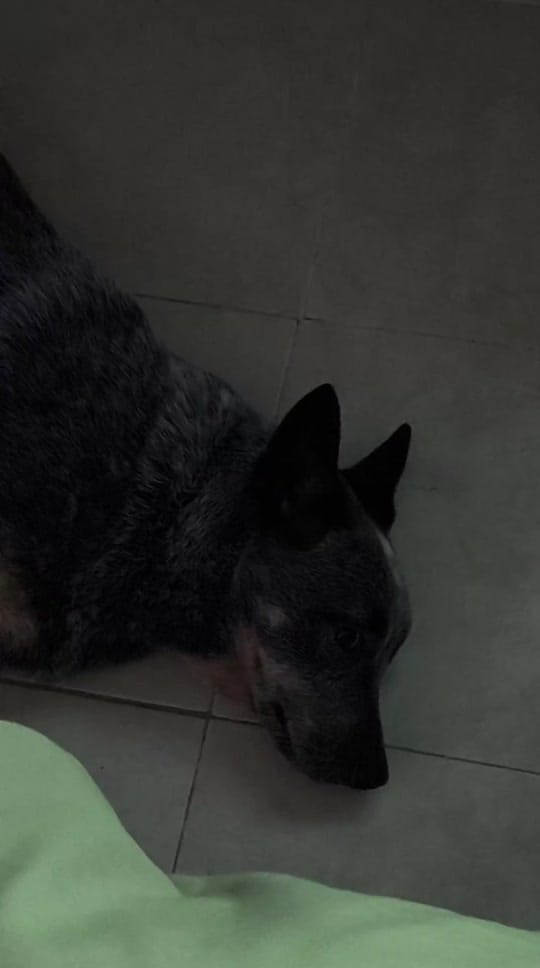 Post 3 by Evathedog.MX on TikTok (video)