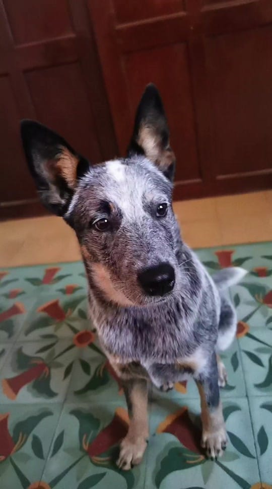 Post 8 by Evathedog.MX on TikTok (video)