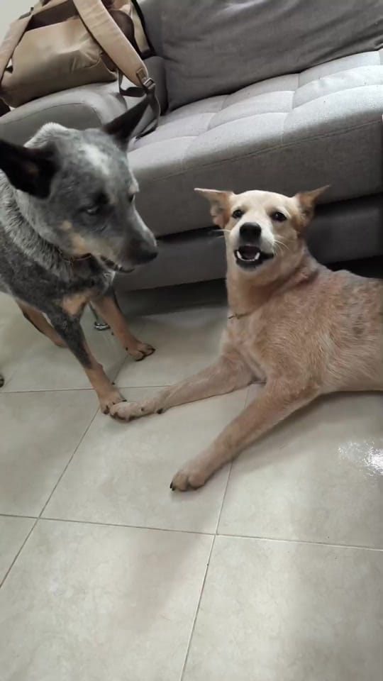 Post 1 by Evathedog.MX on TikTok (video)