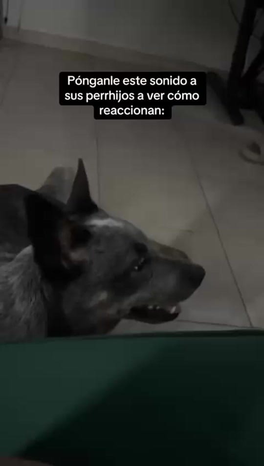 Post 6 by Evathedog.MX on TikTok (video)